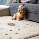 carpet cleaning in new york, carpet cleaning new york, carpet cleaners in new york, carpet cleaners in new york, commercial carpet cleaning, commercial carpet cleaning in new york, new york rug cleaners, rug cleaning services in new york, same day carpet cleaning, same day rug cleaning in new york